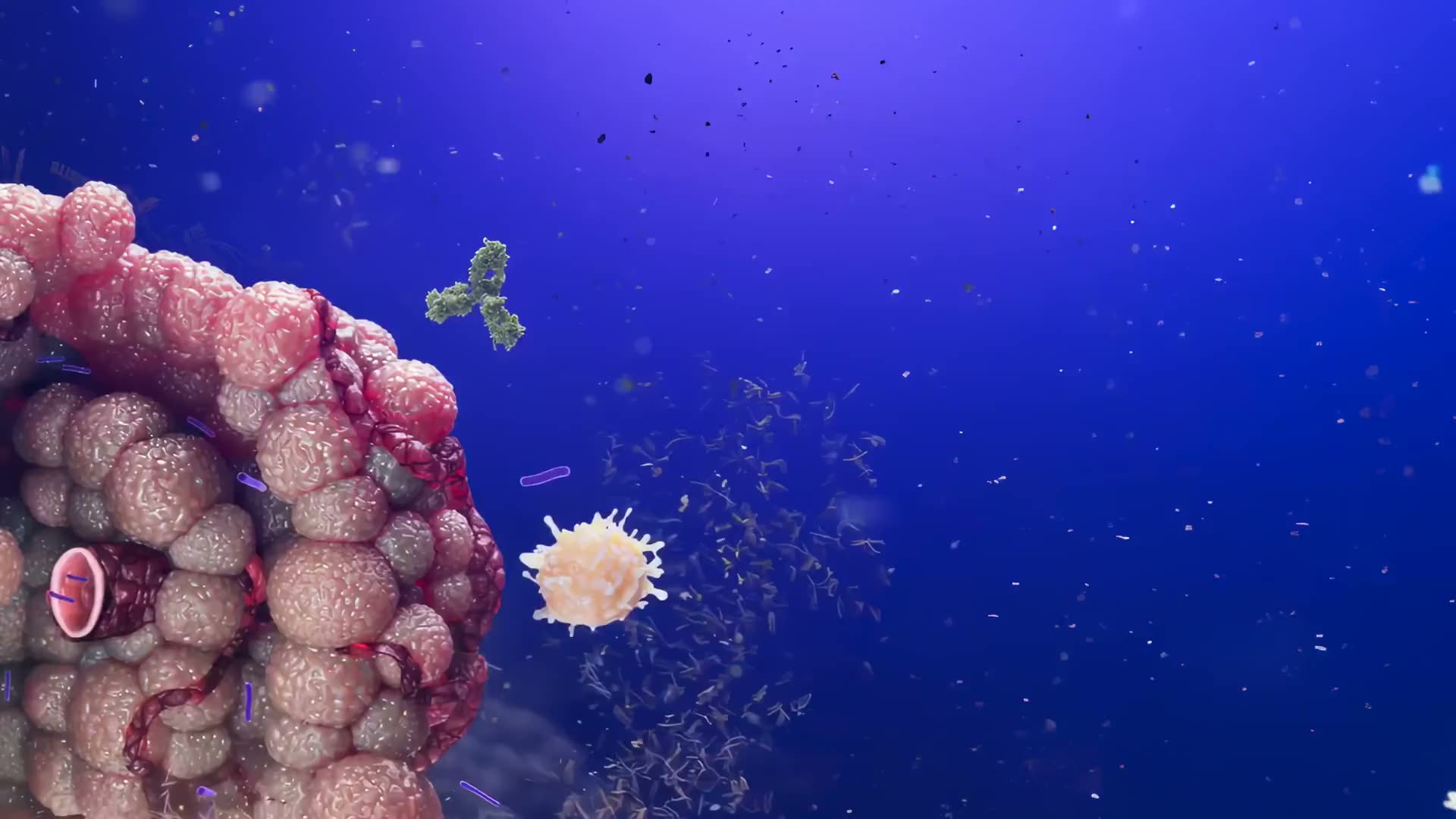 Engineered bacteria at the tumour surface as the surrounding fibrotic barrier begins to break down.