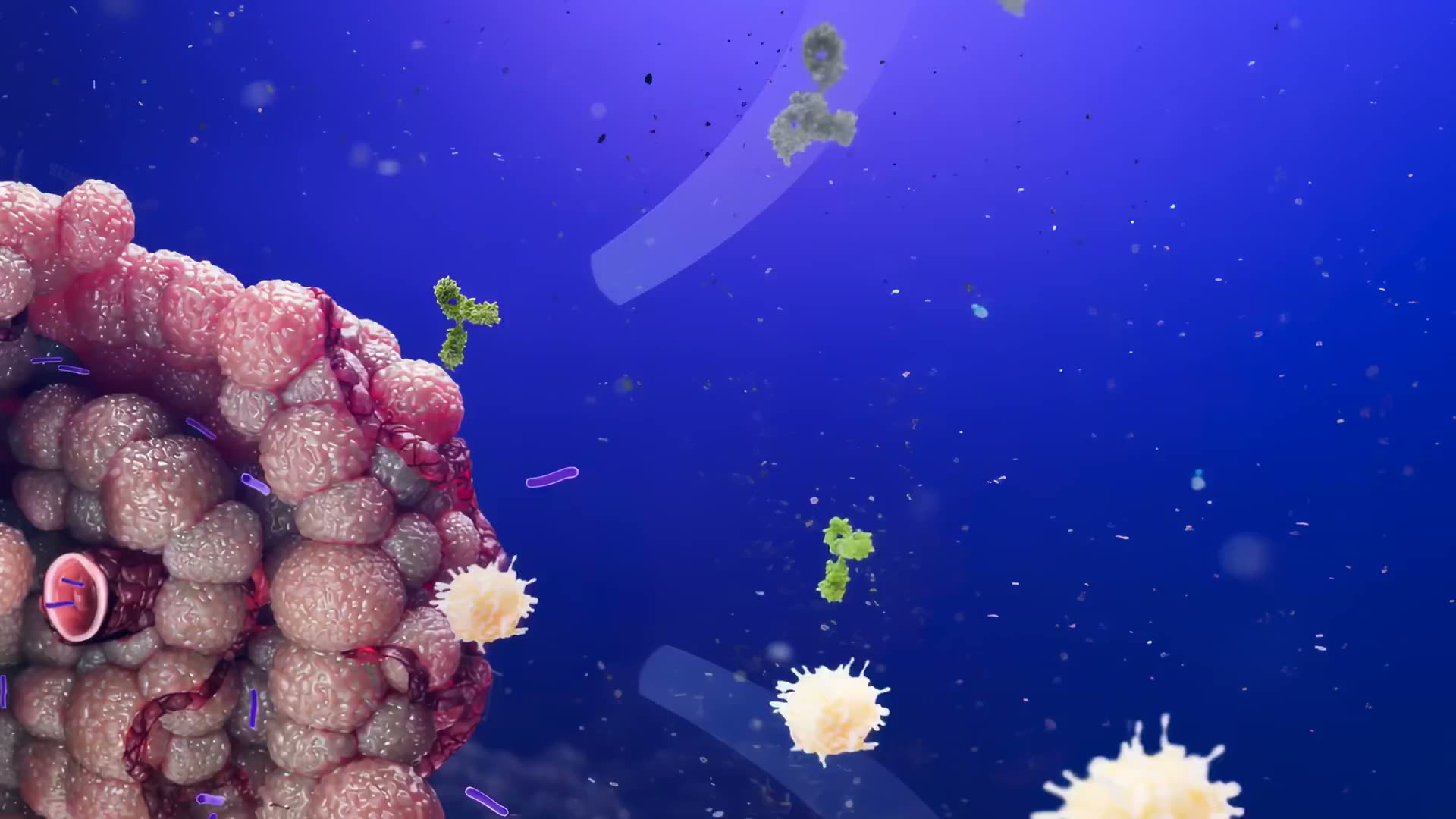 Immune cells and antibodies reaching the exposed surface of the tumour after the barrier is cleared.