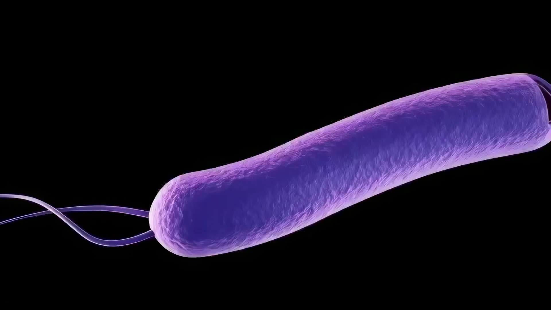 An engineered therapeutic bacterium, rod shaped with flagella, rendered against black.