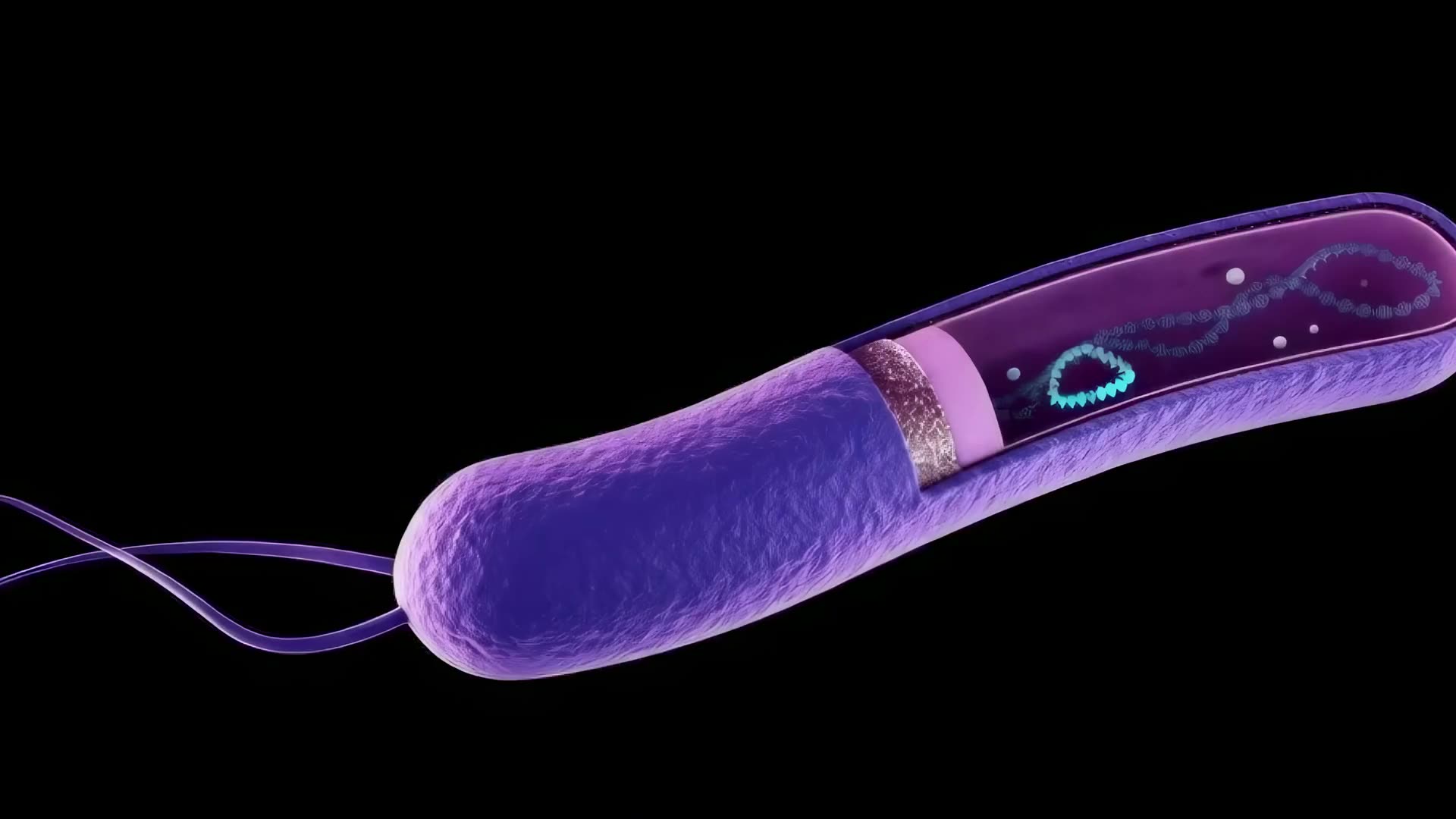 The same bacterium cut away, revealing its chromosome and a circular plasmid inside the cell.