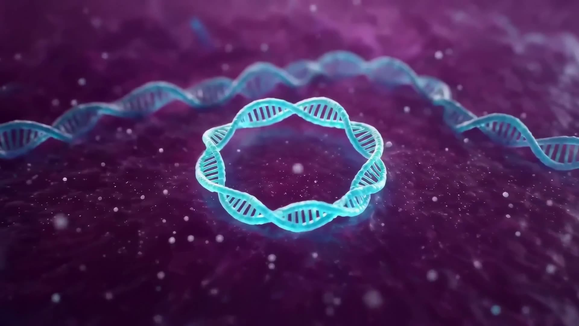 A circular plasmid of DNA filling the frame inside the bacterial cell.