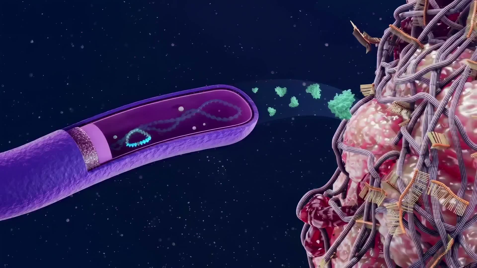 The engineered bacterium, its plasmid visible inside, expressing a protein payload and releasing it toward the surface of a nearby tumour.